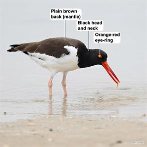 american.oystercatcher.fort.desoto.park.fl.2022.12.11.hannes.leonard.ML624522112.jpg