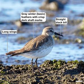 bairds.sandpiper.bio-bio.chile.2025.01.26.javier.prussing.ML631755155.jpg