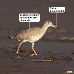 eastern.willet.escuintla.guatemala.2022.01.30.ottoniel.cojulun.ML412002421.JPG