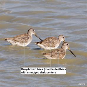 long-billed.dowitchers.santa.ana.nwr.2022.02.22.P2990158.jpg