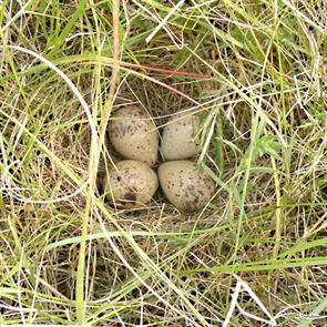 upland.sandpiper.eggs.corson.sd.2012.06.27.alyssa.durubeis.ML232606881.jpg