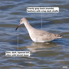 western.willet.goose.island.sp.tx.2021.12.20.P2960996.jpg