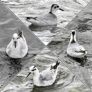red.phalarope.toronto.2023.11.27.pat.hare.ML6116276xx.jpg