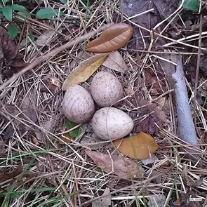 american.woodcock.eggs.pasco.fl.2015.02.04.r.smith.ML642350153.jpg