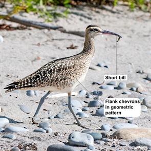 whimbrel.durham.ontario.2024.08.21.jake.nafziger.ML622803294.jpg