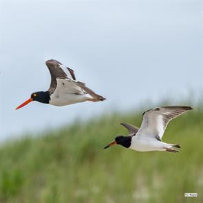 american.oystercatchers.cape.cod.2022.08.10.jared keyes.i-wZkMTpF-X4.jpg
