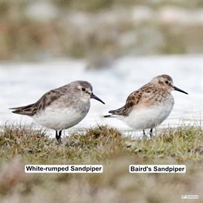 bairds.sandpiper.white-rumped.sandpiper.magallanes.chile.2024.11.21.francois.duchenne.ML627392720.jpg