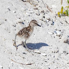 eastern.willet.barnegat.nj.12024.07.01.paul.fenwick.ML622223773.jpg