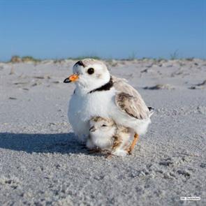 piping.plovers.nassau.ny.2017.07.09.michael.stubblefield.ML630774997.jpg