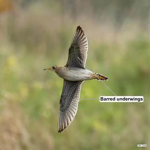 upland.sandpiper.bear.creek.2024.09.22.DSC01306.jpg