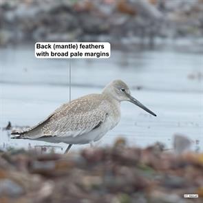 western.willet.napatree.pt.ri.2024.08.18.tim.metcalf.ML622665737.jpg