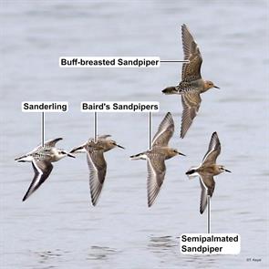 buff-breasted.sandpiper.sanderlings.bairds.sandpipers.semipalmated.sandpiper.park.point.mn.2019.09.01.ted.keyel.ML240219991.jpg