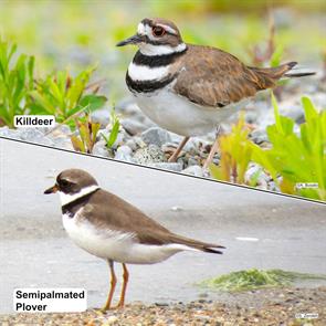 killdeer.fayette,pa.2025.07.08.alex.busato.ML638639893.semipalmated.plover.napatree.point.2017.08.02.jpg