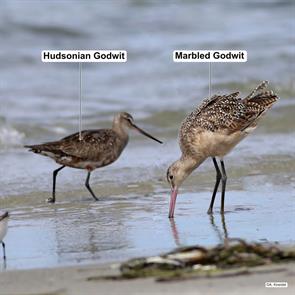 hudsonian.godwit.marbled.godwit.ML67744571.monomoy.2017.09.02.a.kneidel.mago.jpg