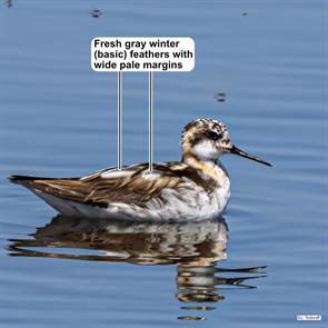 red-necked.phalarope.humboldt.ca.2025.08.21.jeff.todoroff.ML640637174.jpg