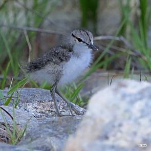 spotted.sandpiper.quabbin.ma.2022.07.01.julie.blue.ML474002291.jpg