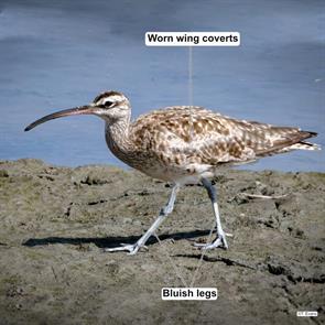 whimbrel.orange.ca.2024.06.21.trevor.evans.ML623272855.jpg