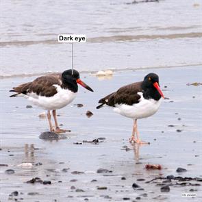 american.oystercatchers.winthrop.beach.2016.09.18.P1210141.jpg