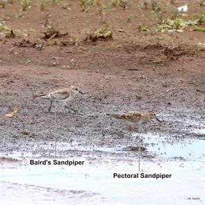 bairds.sandpiper.pectoral.sandpiper.lincoln.wi.2023.08.11.daniel.bellich.ML630525792.JPG