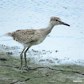 eastern.willet.talbot.md.2020.07.10.port.of.baltimore.ML533263311.jpg