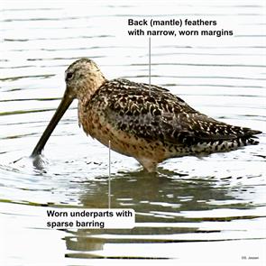 long-billed.dowitcher.vancouver.bc.2024.07.27.sabine.jessen.ML622280562.jpg