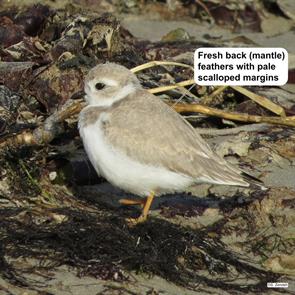 piping.plover.winthrop.beach.2014.09.03.IMG_4447.jpg