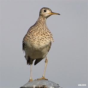 upland.sandpiper.plymouth.ma.2023.06.18.jeffey.offermann.ML585895241.jpg