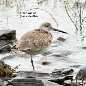 western.willet.montmagny.quebec.2024.09.25.nelson.roy.ML624169318.jpg