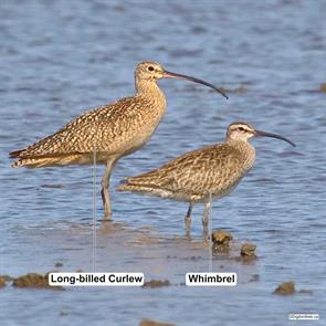 whimbrel.long-billed.curlew.yolo.ca.2017.07.09.digibirdtrek.ca.ML62996951.jpg