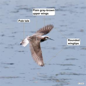wilsons.phalarope.hornsby.bend.2024.04.29.P1420174.jpg