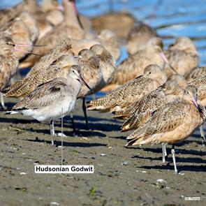 hudsonian.godwit.marbled.godwits.pacific.wa.a.thomas.ML609276770.2023.09.22.mago.jpg