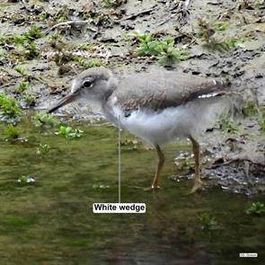 spotted,sandpiper.bartholomews.cobble.ashley.falls.ma.2024.07.22.susan.gowen.ML620717665.jpg
