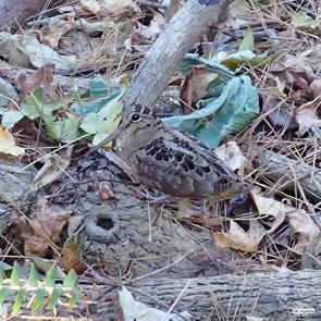 american.woodcock.polk.nc.2025.11.17.keith viglietta.ML645405894.jpg