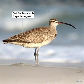 whimbrel.barnegat.nj.2018.08.06.max.mccarthy.ML120264661.jpg