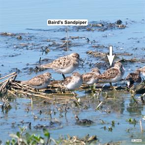 bairds.sandpiper.least sandpipers.hornsby.bend.2024.04.02.P1360900.jpg