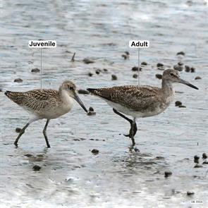 eastern.willets.atlantic.nj.2022.08.09.bill.elrick.ML473933131.jpg