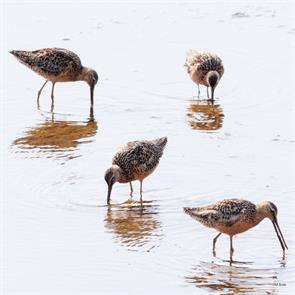 long-billed.dowitchers.sunshine.coast.bc.2024.07.21.marc.sole.ML622274379.jpg