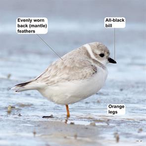 piping.plover.morris.is.2025.01.22.marshall.iliff.ML631480470.jpg