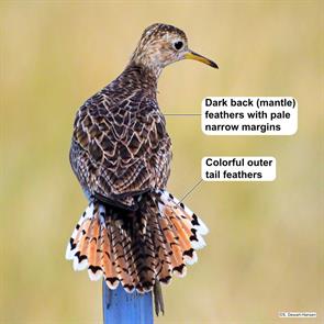 upland.sandpiper.cascade.mt.2022.07.25.sharon.dewart-hansen.ML470095341.jpg