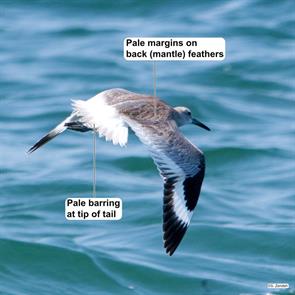 western.willet.charlestown.breachway.2018.08.26.jpg
