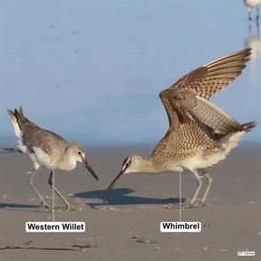 whimbrel.western.willet.worcester.md.2024.07.27.tim.carney.ML621960916.jpg