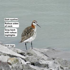 wilsons.phalarope.lagrande.or.DSCN5827.jpg