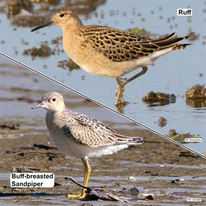 reeve.suffolk.england.2025.07.31.peter.kennerley.ML639632810.buff-breasted.sandpiper.nahant.2016.09.02.bbsa.jpg