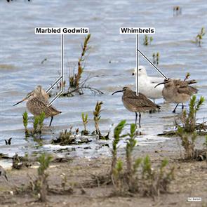 marbled.godwits.whimbrels.manitowoc.wi.2025.05.18.jon.bartell.ML636069989.jpg