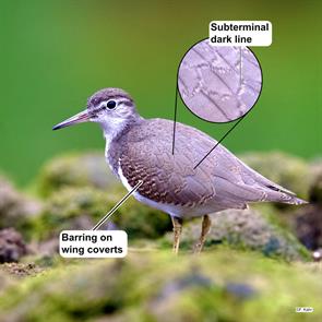 spotted.sandpiper.taylors.pond.barnstable.ma.2022.07.24.frank.kahr.ML469966541.jpg