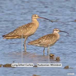 whimbrel.long-billed.curlew.yolo.ca.2017.07.09.digibirdtrek.ca.ML62996951.jpg