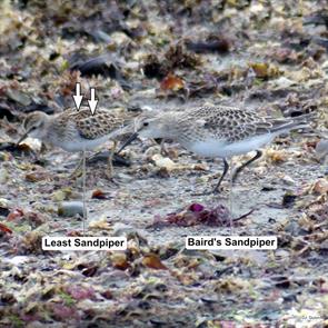 bairds.sandpiper.winthrop.beach.2024.09.19.jim.guion.ML623910393.jpg