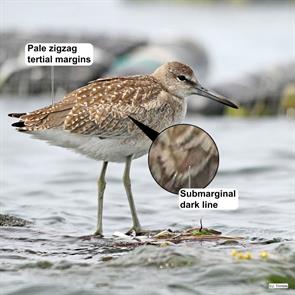 eastern.willet.barnstable.ma.2016.09.03.jeremiah.trimble.ML34470151.jpg