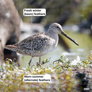 long-billed.dowitcher.wellington.on.2024.08.31.brian.m.ML624666323.jpg