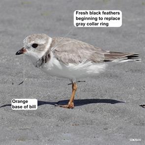 piping.plover.crandon.park.miami.2025.02.28.steve.kornfeld.ML631480348.jpg